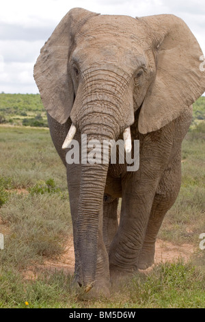 Elefante africano, Sud Africa / Loxodonta africana Foto Stock