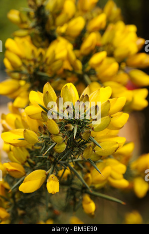 Fiori di colore giallo delle ginestre comune (Ulex Europaeus) nella molla di inglese. Foto Stock