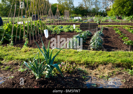 Assegnazioni in giardini libero anche noto come la Jubilee Gardens in grande Somerford, Wiltshire, Inghilterra, Regno Unito Foto Stock