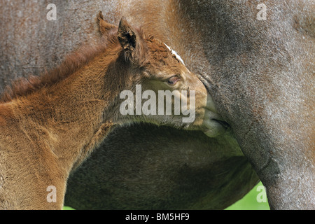 Mangalarga Marchador (Equus caballus ferus). Mare il lattante puledro. Foto Stock