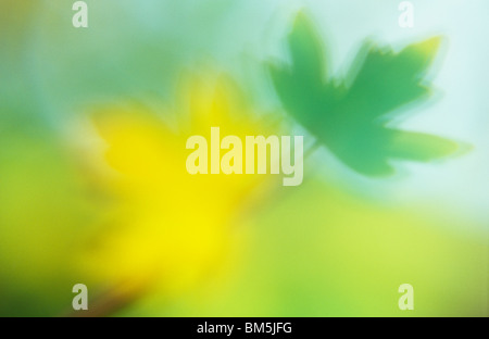 Impressionistica close up golden retroilluminato con foglie di autunno di campo o di Hedge maple o Acer campestre albero o boccola Foto Stock