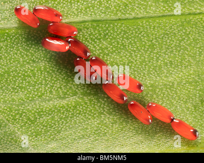 Lily Beetle uova sul lato inferiore della foglia di giglio Foto Stock