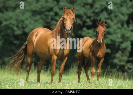 Paso Fino (Equus caballus ferus). Mare con puledro su un prato. Foto Stock