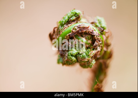 Foglie di laminato da una felce re della foresta Foto Stock