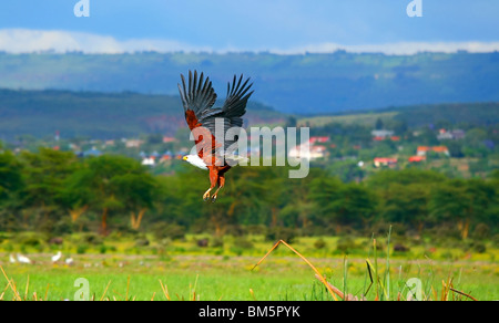 African fish eagle volare al di sopra del lago Naivasha. L'Africa. Kenya Foto Stock