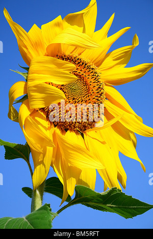 Primo piano sul girasole fresca oltre il cielo blu Foto Stock