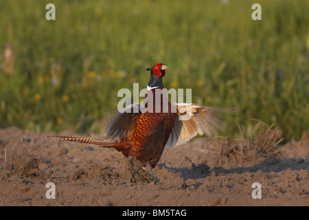 Fasan, Phasianus colchicus, comuni, fagiano Foto Stock