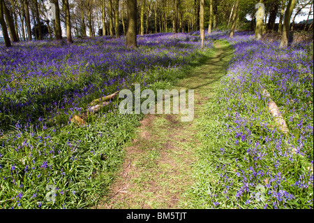 Bluebells nel bosco di Wentworth Castello Barnsley REGNO UNITO Foto Stock