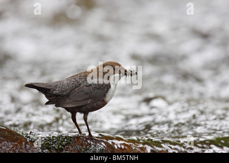 Wasseramsel, Cinclus, Europeo, bianco, throated, bilanciere Foto Stock