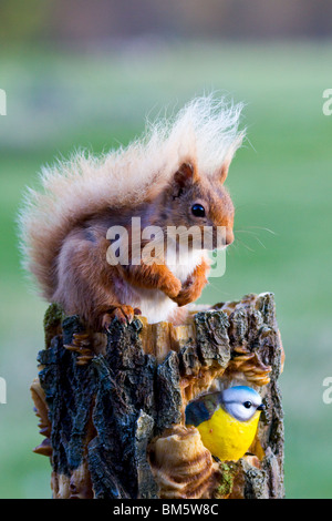 Scottish scoiattolo rosso [Sciurus vulgaris] alimentazione a tavola di uccelli, Scotland, Regno Unito Foto Stock