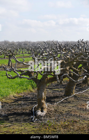 Fig alberi che crescono nel campo Foto Stock