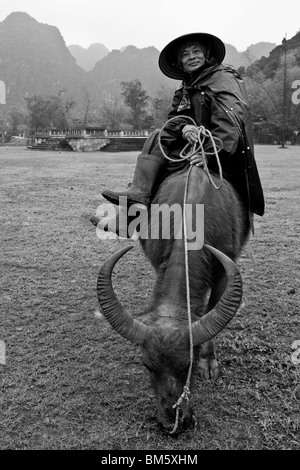Bufalo d'acqua pilota, Hoa Lu, Vietnam Foto Stock