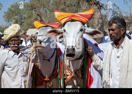 Gli agricoltori indiani con i loro buoi. Nagaur fiera del bestiame. Il Rajasthan. India Foto Stock