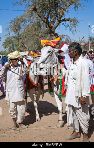 Gli agricoltori con i loro buoi. Nagaur fiera del bestiame. Il Rajasthan. India Foto Stock