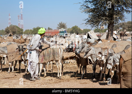 Nagaur fiera del bestiame. Il Rajasthan. India Foto Stock