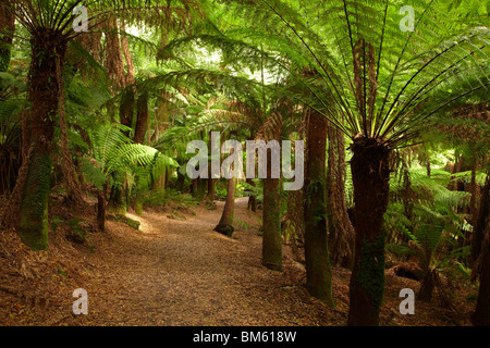 La via di San Colombano cade attraverso la felce Glade, San Columba Falls riserva statale, Est della Tasmania, Australia Foto Stock