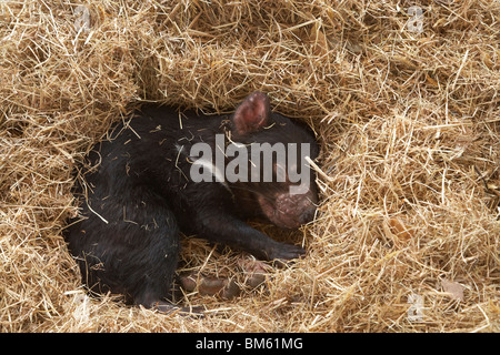 Diavolo della Tasmania (Sarcophilus harrisii), Penisola Tasmana, Sud Tasmania, Australia Foto Stock