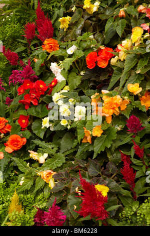 Fiori all'interno di John Hart Conservatorio, Parco Cittadino Launceston, nel nord della Tasmania, Australia Foto Stock