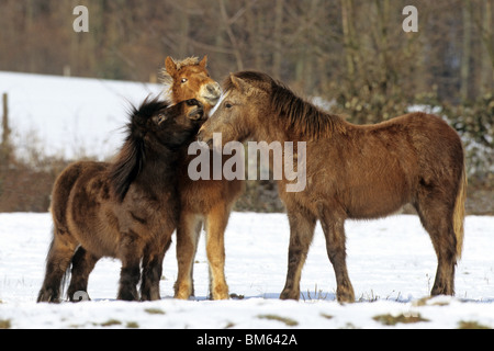 Un pony Shetland e due cavalli islandesi (Equus caballus ferus) su un prato nevoso. Foto Stock