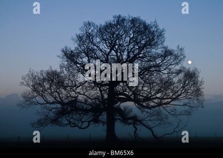 La luna sorge dietro quercia in Misty evening vicino a Garstang, Lancashire, Inghilterra Foto Stock