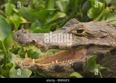 Caimano yacare, famiglia Alligatoridae, Pantanal, Mato Grosso, Brasile Foto Stock