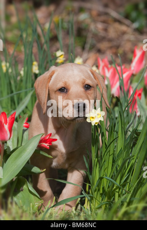 Giallo Labrador Puppy in giardino con fioritura tulipani Foto Stock