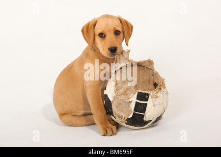 Giallo Labrador cucciolo giocando con il calcio warnout Foto Stock