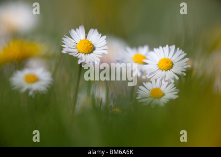 Giardino Daisies Bellis Perennis Foto Stock