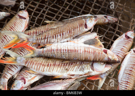 Una donna vende pesce fritto per i viaggiatori al traghetto per Djenne, Mali. Foto Stock