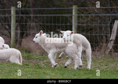 La molla agnelli giocando nel prato in tempo di Pasqua Foto Stock