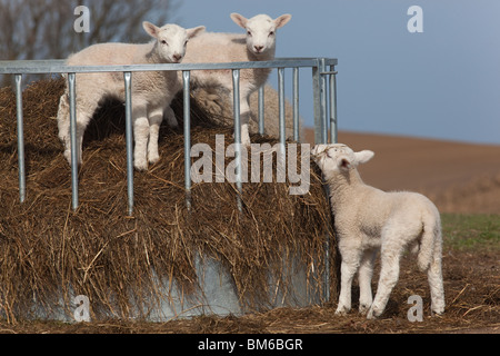 La molla agnelli giocando nel prato in tempo di Pasqua Foto Stock