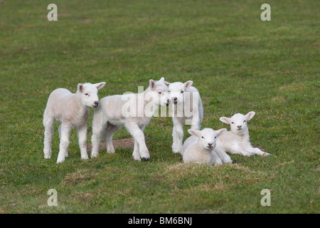 La molla agnelli giocando nel prato in tempo di Pasqua Foto Stock