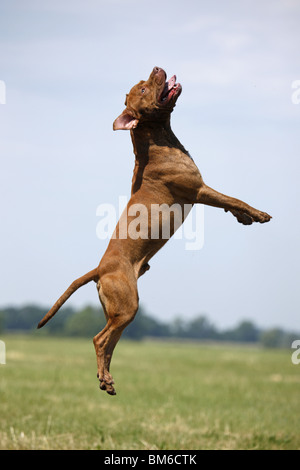 Springender American Pit Bull / jumping American Pitbull Foto Stock