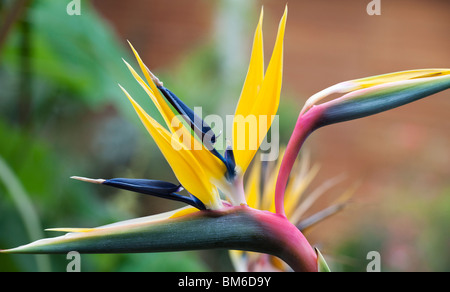 Strelitzia reginae. Fiore di gru, uccello del paradiso fiore. Regno Unito Foto Stock
