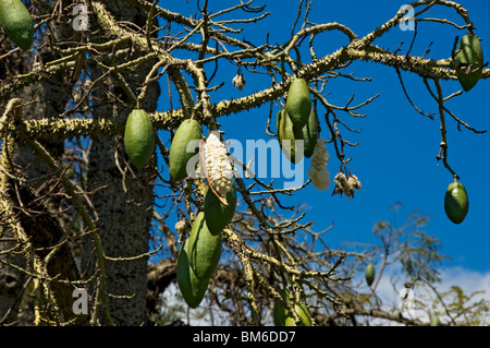 Primo piano di baccelli di semi di semi di semi di gusci di semi di gusci di alberi di kapok Ceiba pentandra madera portogallo Europa dell'UE Foto Stock