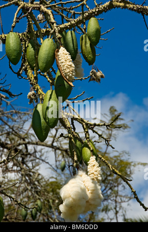 Primo piano di semi di semi di semi di semi di semi di semi di semi di kapok Ceiba pentandra madera portogallo Europa dell'UE Foto Stock