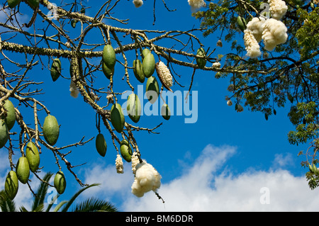 Primo piano di semi di semi di semi di semi di semi di semi di semi di kapok Ceiba pentandra madera portogallo Europa dell'UE Foto Stock