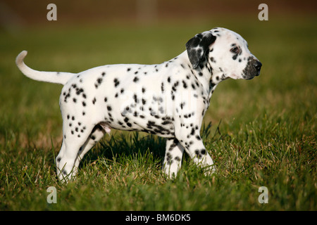 Dalmatiner Welpe / cucciolo dalmata Foto Stock