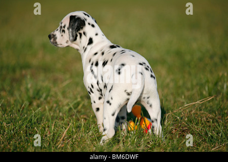 Dalmatiner Welpe / cucciolo dalmata Foto Stock