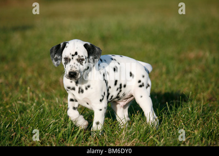 Dalmatiner Welpe / cucciolo dalmata Foto Stock