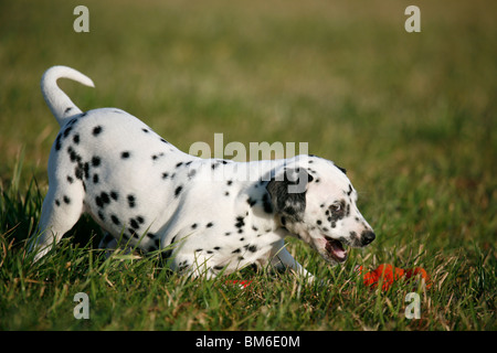 Dalmatiner / Dalmazia Foto Stock