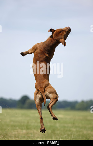 Springender American Pit Bull / jumping American Pitbull Foto Stock