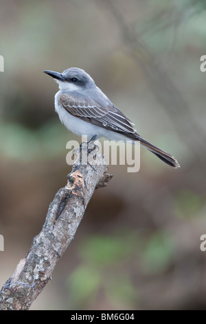 Grigio (Kingbird Tyrannus dominicensis dominicensis) Foto Stock