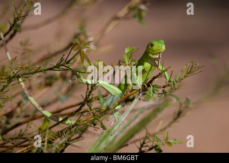 Verde (Iguana Iguana iguana), capretti su una piccola bussola presso il La Plaza Resort in Bonaire, Antille olandesi. Foto Stock