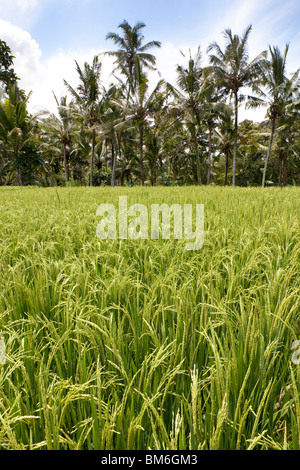 I chicchi di riso maturazione sulla levetta pronto per il raccolto in un campo di risone a Bali Indonesia Foto Stock