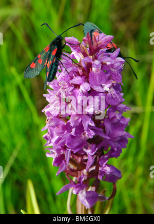 Six-Spot Burnett falene Zygaena filipendulae su comuni maculato (orchidea Dactylorhiza fuchsii), Sutton Manor, Merseyside Foto Stock