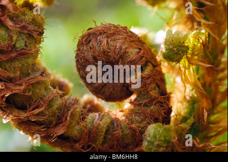 Dettaglio del dispiegarsi giovani frond di comune felce maschio (Dryopteris filix-mas) Foto Stock