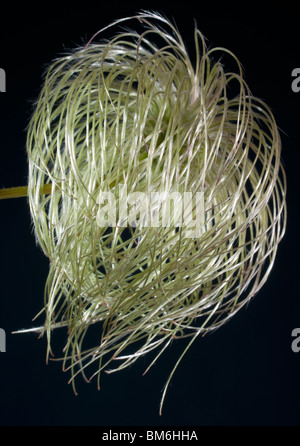 Dettaglio di clematis semi-testa Foto Stock