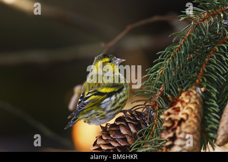 Erlenzeisig, Carduelis, spinus Eurasian, Lucherino Foto Stock