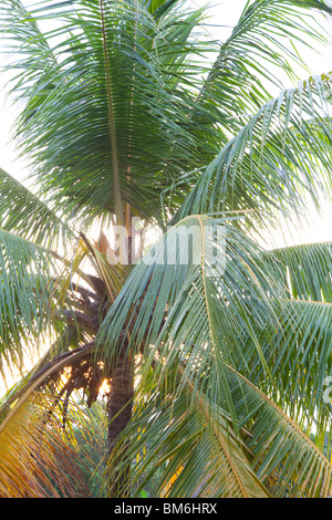 Palm tree lascia nella luce solare Foto Stock